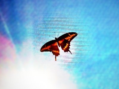 Butterfly  -  Swallowtail