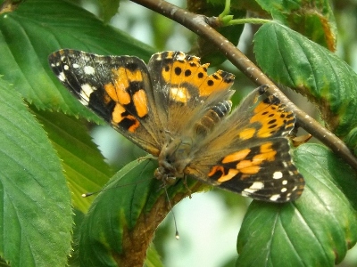 Butterfly  -  West Coast Lady