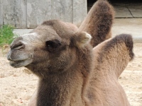 Bactrian Camel image
