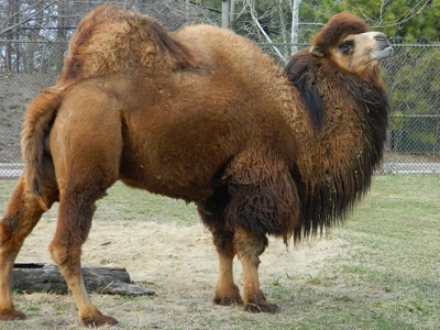 Camel  
