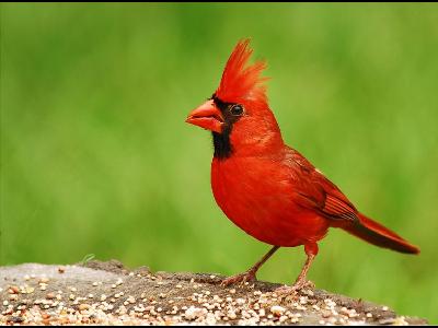 Cardinal  
