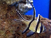 List of Coral Reefs Animals