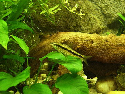 Carp  -  Siamese Algae-eater