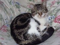 Classic Tabby Cat image