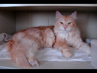 Maine Coon image