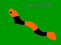 Caterpillar image