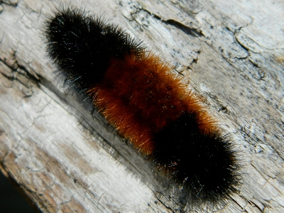 Caterpillar  -  Woolly Bear