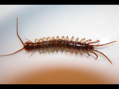 Centipede  