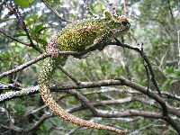 Natal Midlands Dwarf Chameleon image