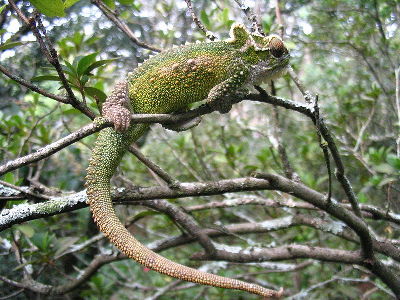 Chameleon  -  Natal Midlands Dwarf Chameleon