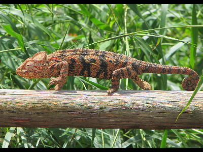 Chameleon  -  Oustalet's Chameleon