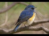 Red-flanked Bluetail image