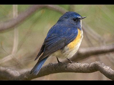 Chat  -  Red-flanked Bluetail
