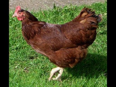 Chicken  -  Rhode Island Red