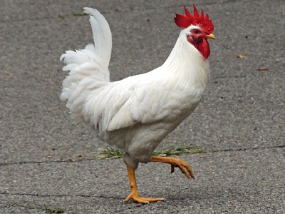Chicken  