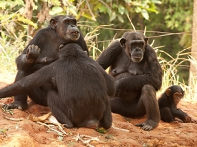Chimpanzee  