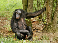 Bonobo image