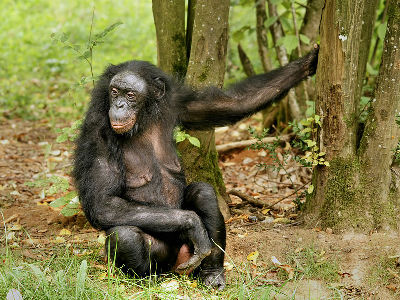 Chimpanzee  -  Bonobo