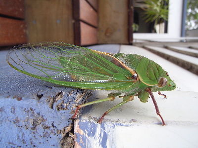 Cicada  