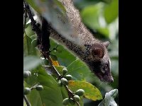 Asian Palm Civet image