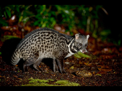 Civet  -  Malayan Civet