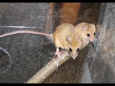 Climbing Mouse  