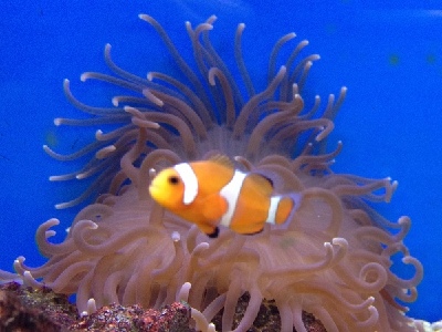 Clownfish  