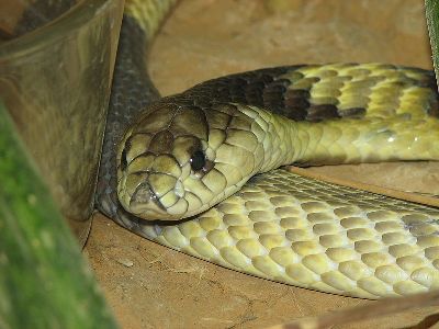 Cobra  -  Egyptian Cobra
