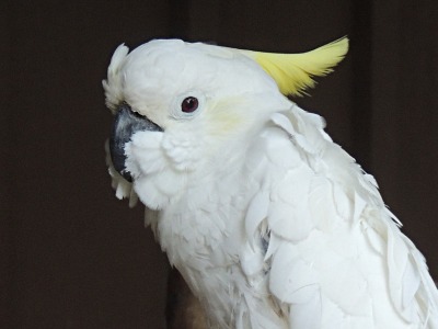 Cockatoo  -  Sulfur-crested Cockatoo