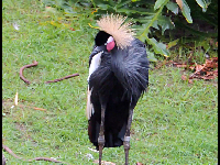 Black Crowned Crane image
