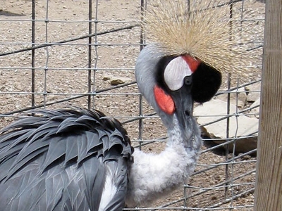 Crane  -  Grey Crowned Crane