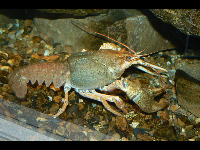 Crayfish image