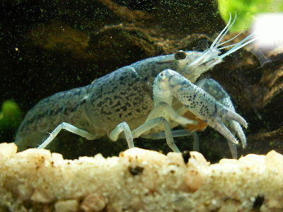 Crayfish  