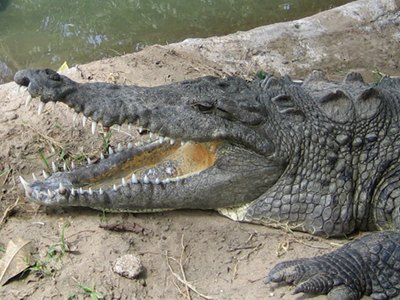 Crocodile  