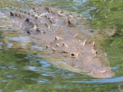 Crocodile  -  American Crocodile