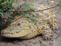 Nile Crocodile image