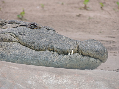 Crocodile  -  Nile Crocodile