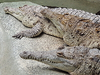 Orinoco Crocodile image