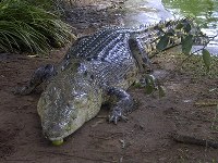 Saltwater Crocodile image