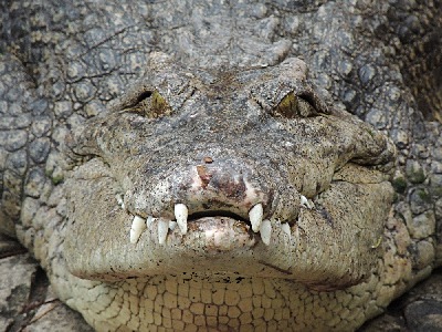 Crocodile  -  Saltwater Crocodile