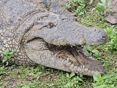 Crocodile  -  Saltwater Crocodile