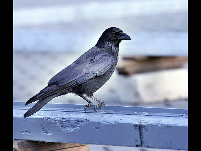 Crow  -  Carrion Crow