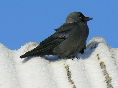 Crow  -  Jackdaw