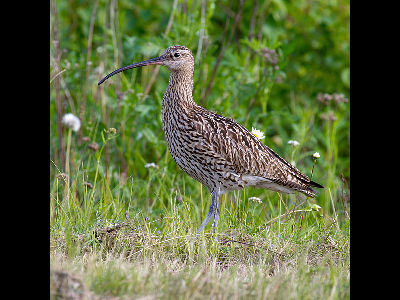 Curlew  