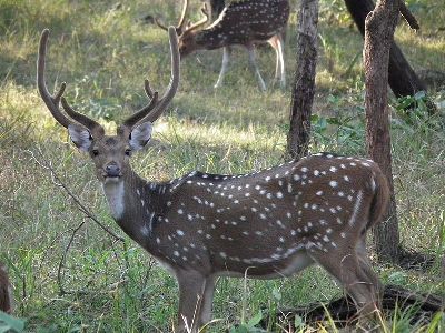 Deer  -  Chital