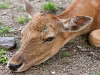 Fallow Deer image