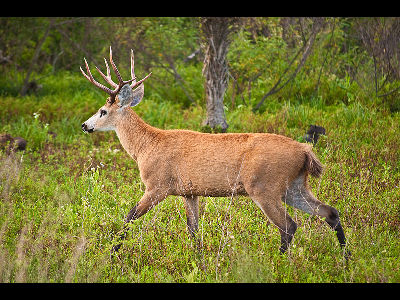 Deer  -  Marsh Deer