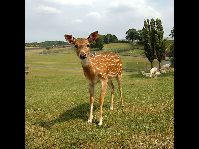 Deer  -  Sika Deer
