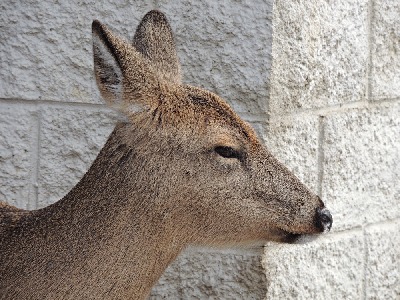 Deer  -  White-tailed Deer