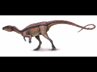 Agilisaurus image